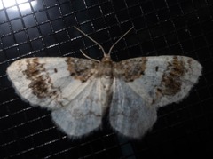 Hydrelia condensata