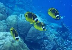 Chaetodon lunula
