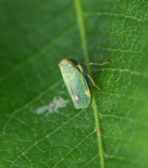 Coelidiinae