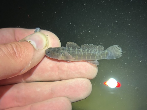 Naked goby (Gobiosoma bosc) — Gobiidae — 3