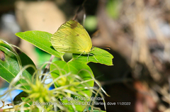 Eurema hecabe