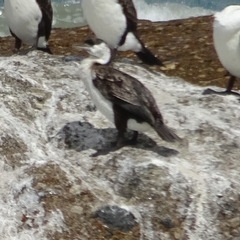 Phalacrocorax fuscescens
