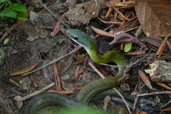Dendrophidion brunneum