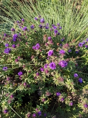 Symphyotrichum novae-angliae