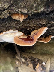 Ischnoderma resinosum