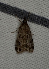 Eudonia heterosalis