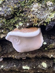 Ischnoderma resinosum