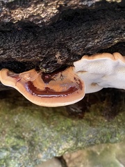 Ischnoderma resinosum