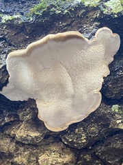 Ischnoderma resinosum