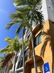 Ptychosperma elegans