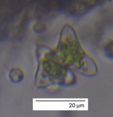 Charophyta