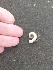 Spirula spirula