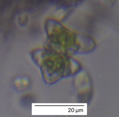 Charophyta