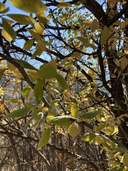 Pyrus salicifolia
