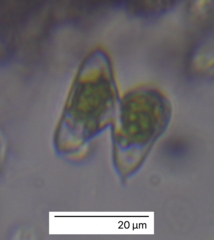 Charophyta