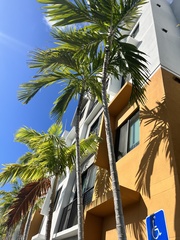 Ptychosperma elegans