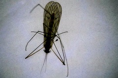 Trichocera annulata