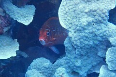 Sargocentron caudimaculatum