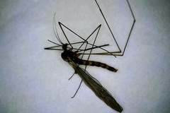Trichocera annulata