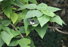 Papilio memnon heronus