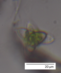 Charophyta
