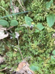 Chiloglottis gunnii