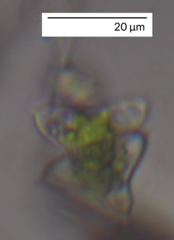 Charophyta