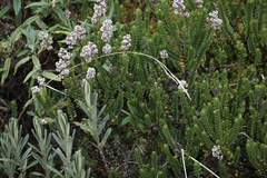 Valeriana microphylla