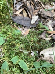 Chiloglottis gunnii