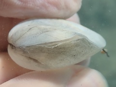 Leporimetis ephippium