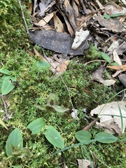 Chiloglottis gunnii