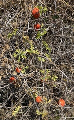 Ibervillea sonorae