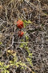 Ibervillea sonorae