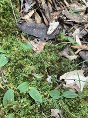 Chiloglottis gunnii