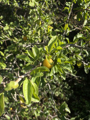 Ximenia