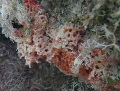 Ptilocaulis walpersii