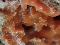 Ptilocaulis walpersii