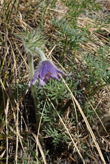Pulsatilla turczaninovii