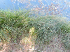 Schoenoplectus pungens