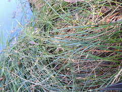 Schoenoplectus pungens