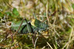 Polysarcus denticauda