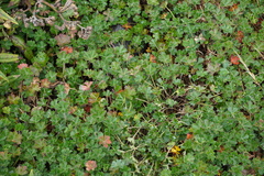 Geranium sibbaldioides