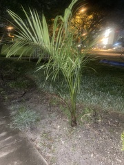 Arecaceae