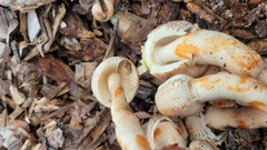 Leucoagaricus americanus
