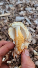 Leucoagaricus americanus