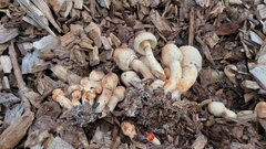 Leucoagaricus americanus