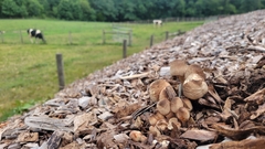 Leucoagaricus americanus
