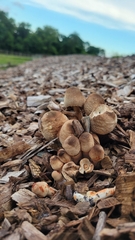 Leucoagaricus americanus