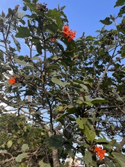 Cordia sebestena