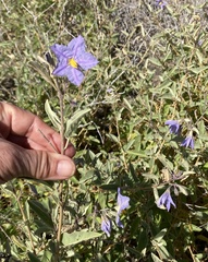 Solanum hindsianum